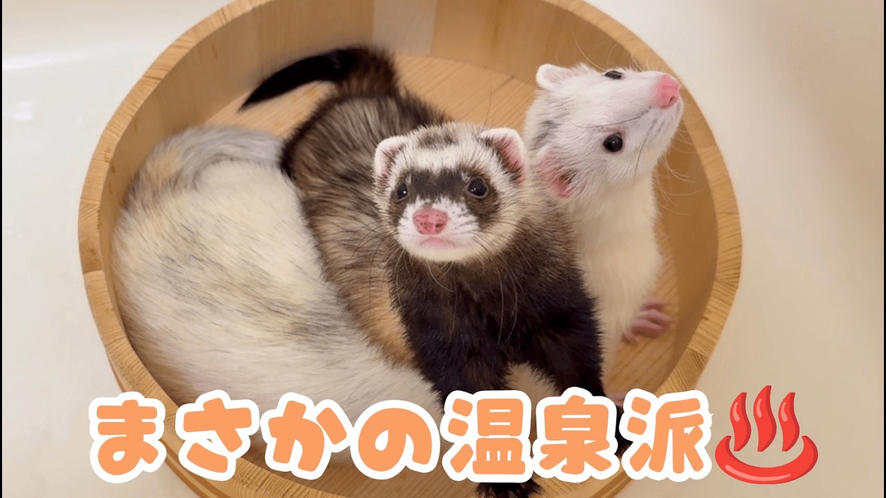 水遊び好きだと思ったら違いました😂フェレット達の意外な反応