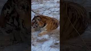 Амурский тигр: Уссурийский хищник 😍 #кошки #рекомендации #тигр