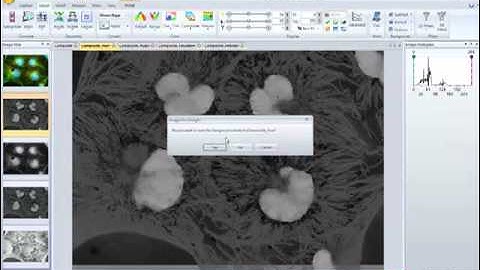 Extract color channels with Image-Pro Insight software