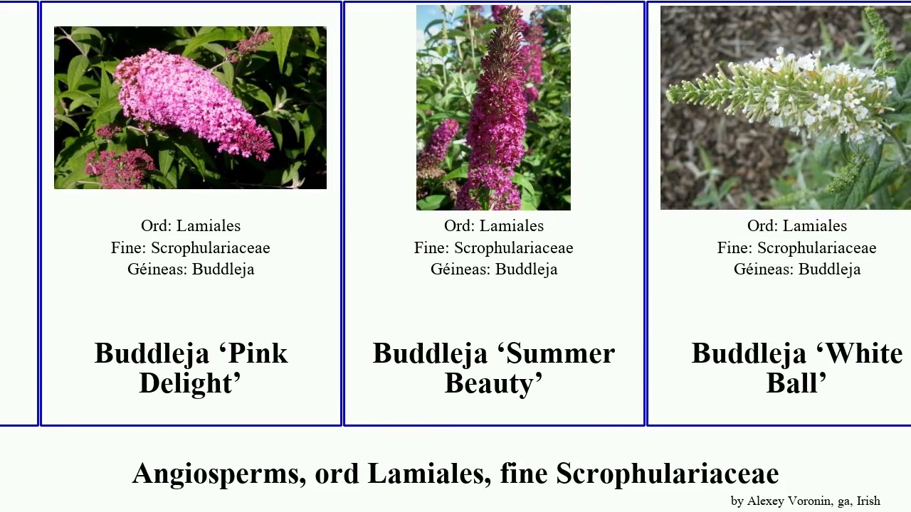 Angiosperms, ord Lamiales, fine Scrophulariaceae buddleja Coinnle Verbascum Chip Telecasted Ice