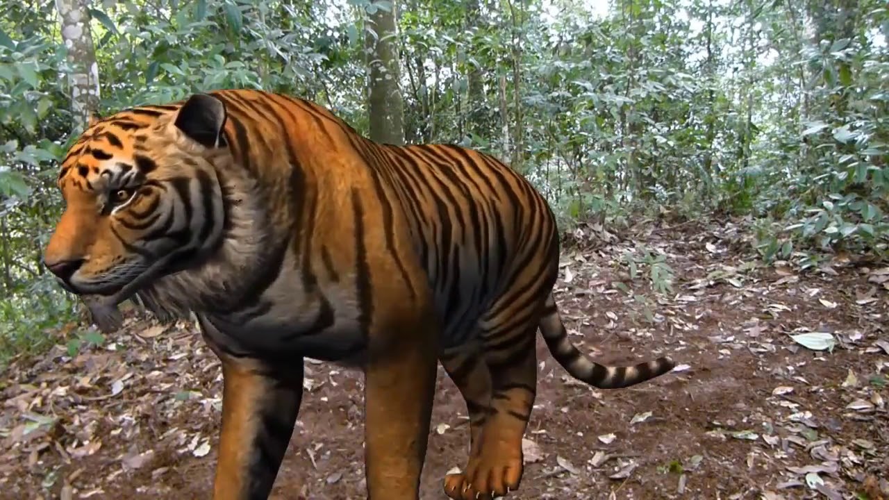 con hổ rừng xanh - YouTube