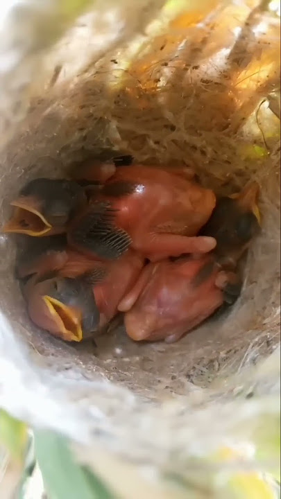 Part 3 || Perkembangan anakan burung cici padi #shorts#petualangan #herping #mbolang#burungcicipadi