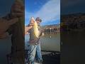 23rd fish of the day! #shortvideo #trackerboats #catfishing #fishing
