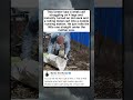 GENIUS FARM HACK SAVES NEWBORN CALF