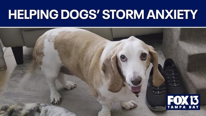 Can Dogs Die from Anxiety? Unveiling the Truth