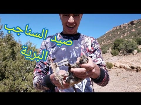 فيديو: كيف درء السناجب من الموقع؟