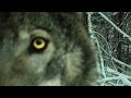 When cameratrapping goes wrong lynx and wolf edition
