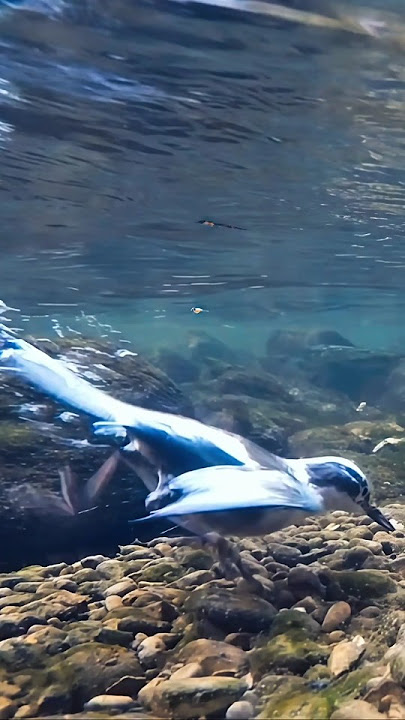 Download lagu American Dipper: Master of River Rapids and Underwater Foraging.