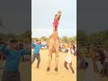 Unt Ka Jump Mele Me Camel Unt Animaldance mp3