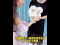 Teacup dog, Pomeranian, Shunsuke