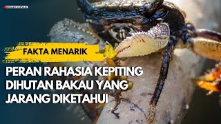 Pahlawan yang Terlupakan | Mengupas Peran Kepiting dalam Ekosistem Bakau