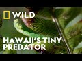Not All Caterpillars Are Herbivores World S Weirdest National Geographic WILD UK 