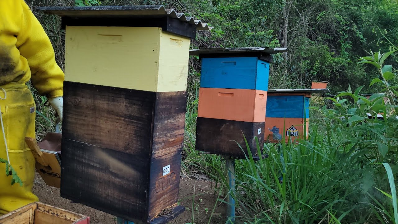 COLHEITA mel no MÉTODO PALMER 🍯