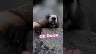 Deise - Jubinhas De Leão