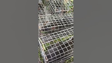 THÀNH QUẢ SAU ĐÊM MƯA LỚN/CHUỘT CỐNG NHUM #săn #bẫy #chuột #trap #ngovanlam  #bắt #mouse #shorts