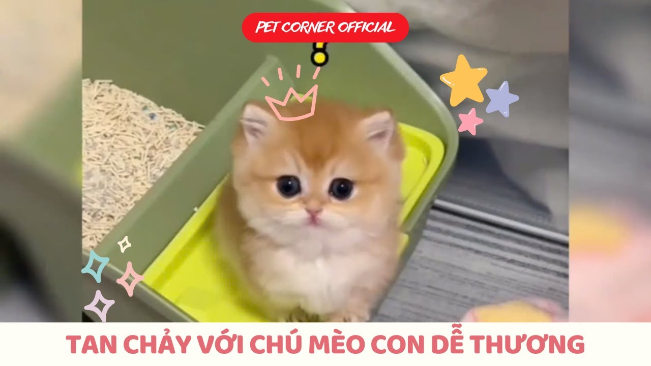 Tan chảy với chú mèo con dễ thương và tốt bụng - Pet Corner