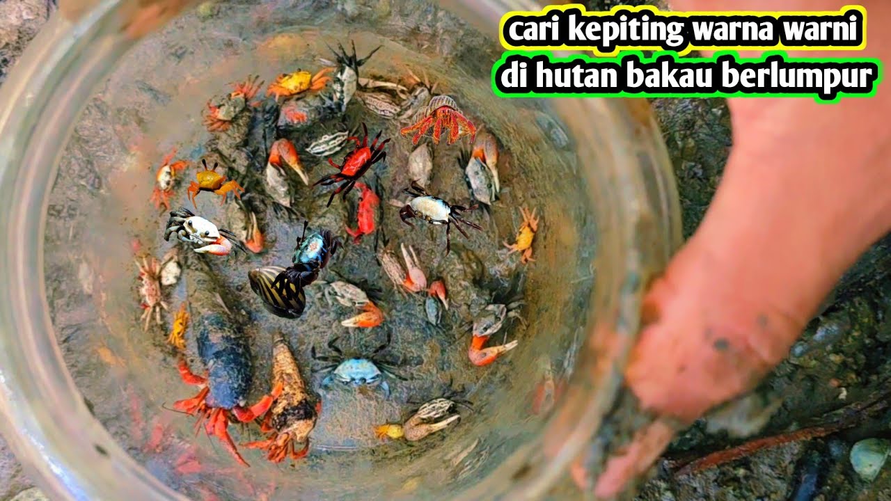 BERBURU KEPITING WARNA WARNI DI HUTAN BAKAU BERLUMPUR