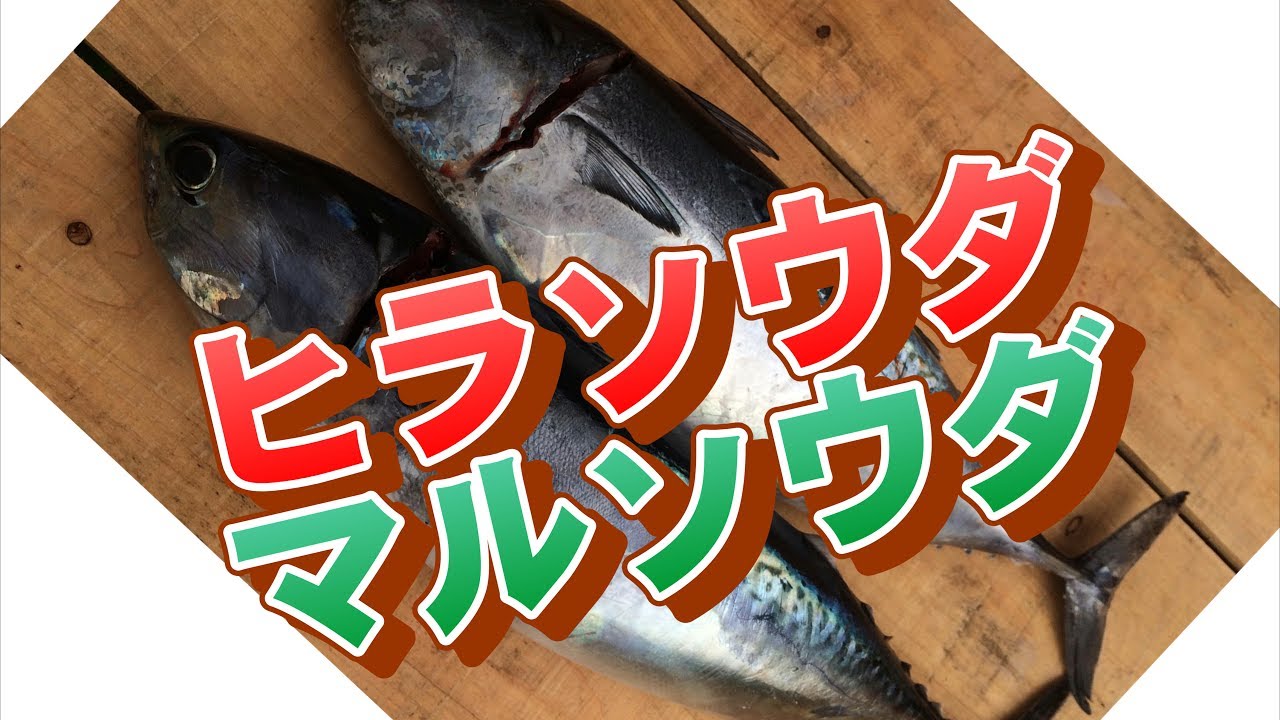 ソウダガツオ ヒラソウダとマルソウダの違い 和歌山で釣れる魚見分け方ご紹介 釣太郎 Youtube