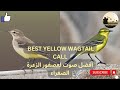 BEST YELLOW WAGTAIL CALL أفضل صوت لعصفور الزعرة الصفراء BEST YELLOW WAGTAIL CALL أفضل صوت لعصفور الزعرة الصفراء