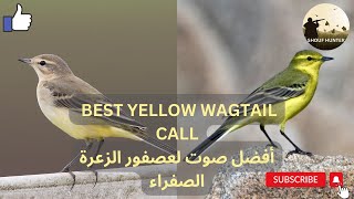 BEST YELLOW WAGTAIL CALL-أفضل صوت لعصفور الزعرة الصفراء