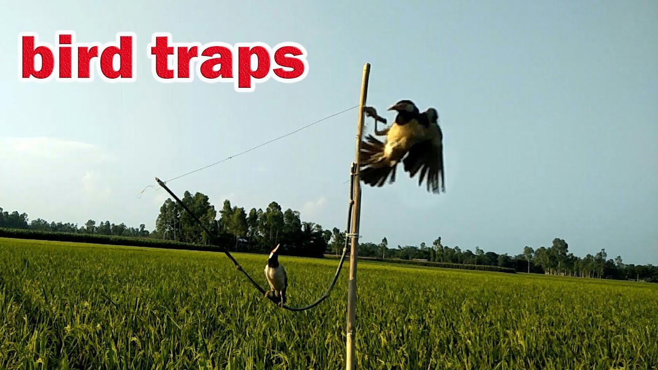 How To Make Bird Traps Homemade