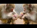 Oh My God Mum Monkey Fight Baby So Bad, Why Mum Don't Like Her Cute Baby Monkey
