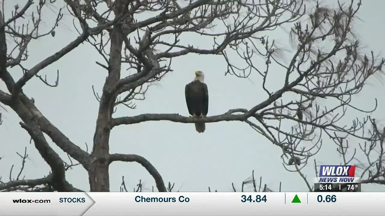 Eaglet banding program takes flight in Gautier