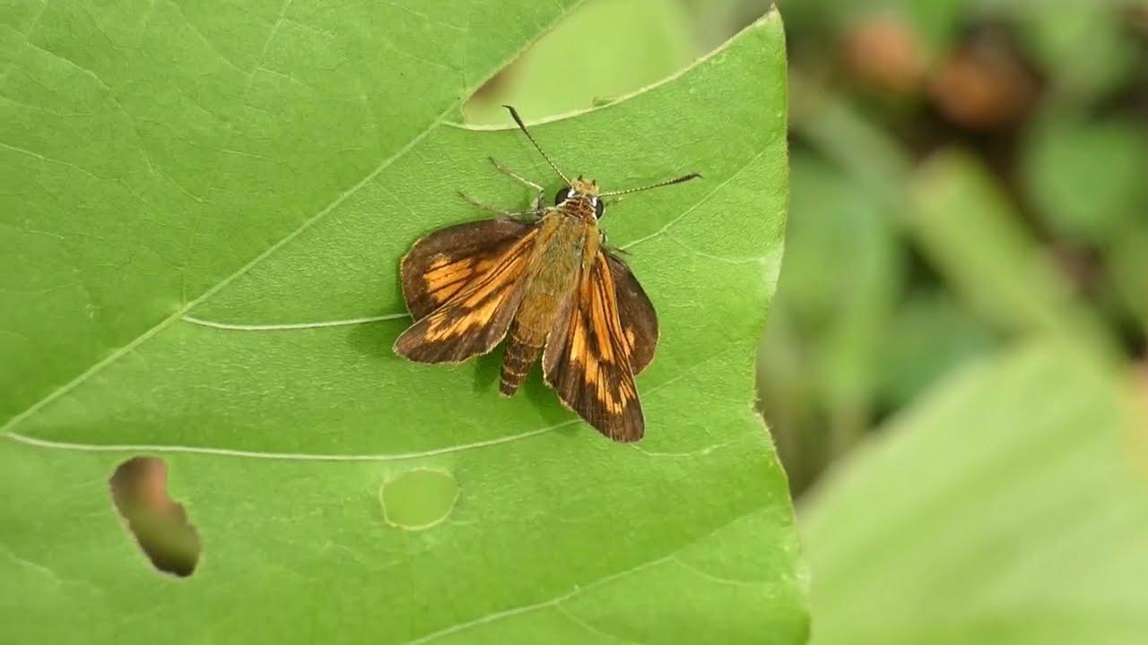 Japanese Dart Butterfly Takeoff 240fps YouTube