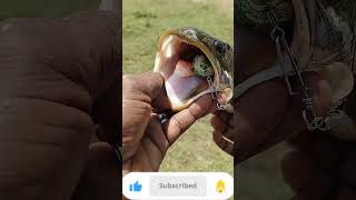 # shorts feed # shorts video # Short tamil # #fishing # monster frog 🐸 catching #youtubeshorts