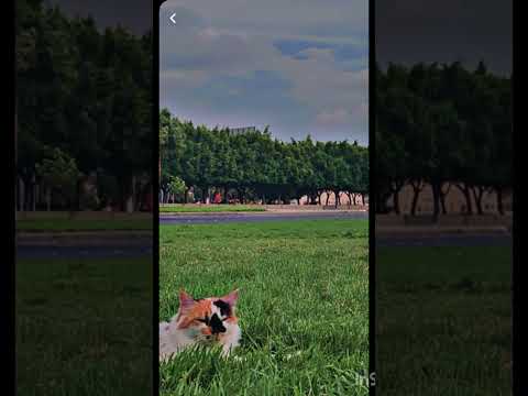 سورة عنكبوت