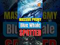 Viral Video: Pygmy Blue Whale Spotted in Australia!