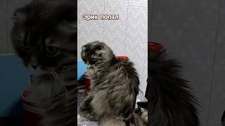 Эрик и Ватсон. Чем бы дитя не тешилось ... #catvideos #короткиевидео #cat #shortsvideo