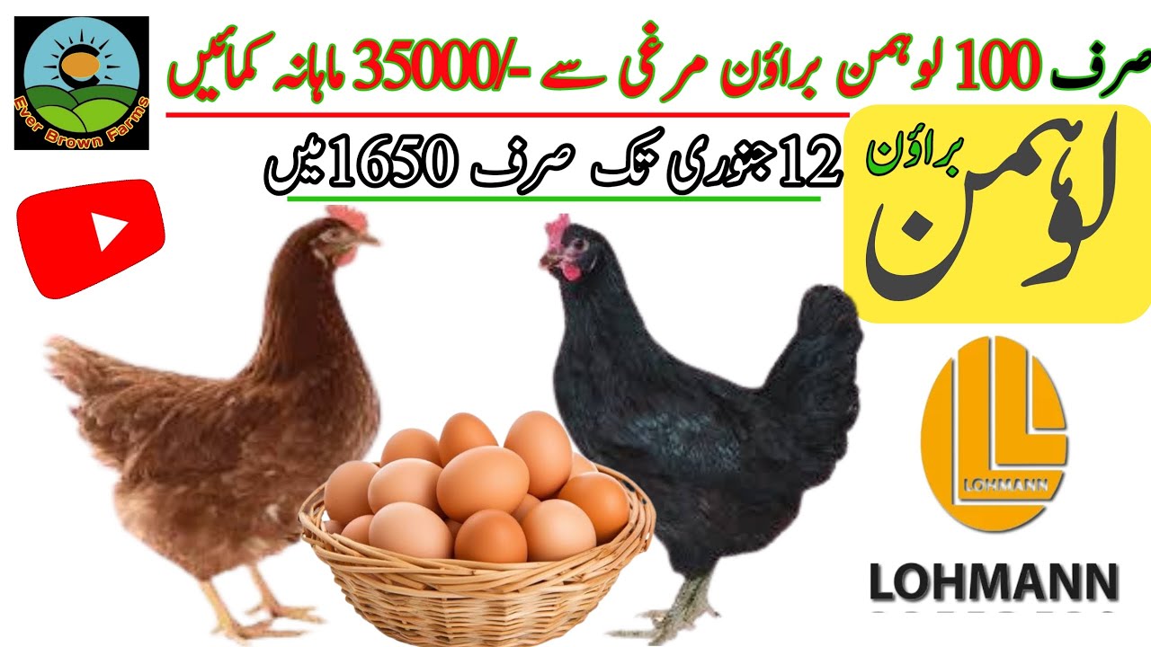 Lohmann brown hens | Lohman black hens for sale  | Lohman murgi@everbrownfarms