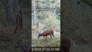 | Public Land Whitetail | #hunting #trailcamera #wildlife