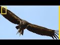 Le condor de californie plus grand oiseau damrique du nord