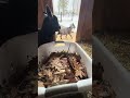 Friday night snacks for the goats #goat