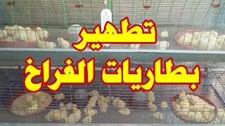 تطهير بطاريات الفراخ بعد نهايه الدوره (الجزء الاول من التطهير)