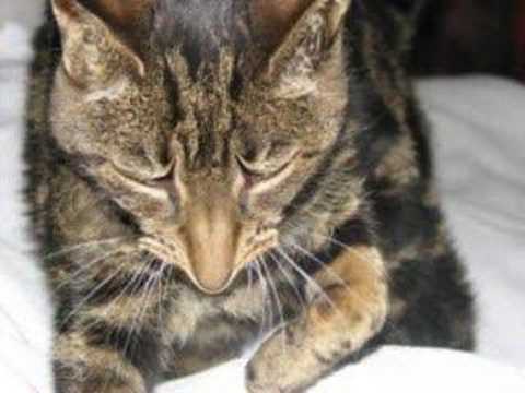 Morphing Cat - YouTube