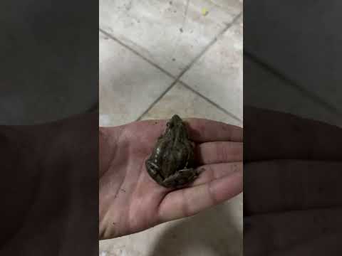 الضفدع المصري او الضفدع الأخضر