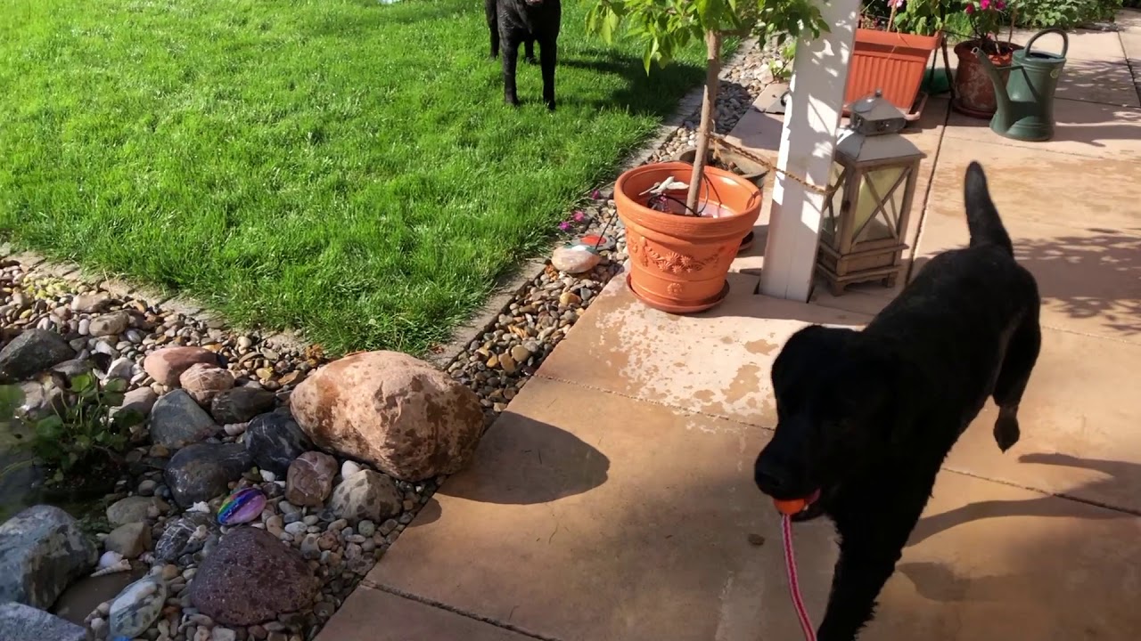 Cedric der Labrador - 25 | Besuch bei Dun