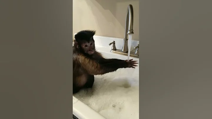 Capuchin monkey taking a bath in the sink