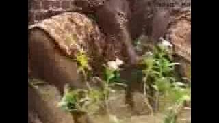 Ogene ndi Igbo- Onye bu nwanne m