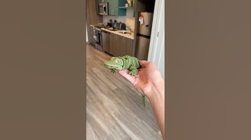 3d printed articulating crocodile ASMR