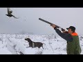 Hunting Serbia - Pheasant hunting | Lov na fazana zima - Smederevo | Caccia al fagiano