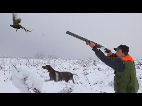 Video: Lov na fazane zimi u snijegu