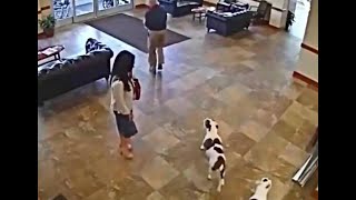 Pit Bulls Try To Visit Owner At Hospital