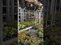 Home Depot Garden Center plant and flower sale!