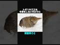 トガリネズミに関する面白い豆知識