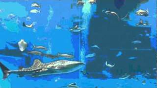Lightwave Fish Test.