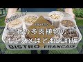 【Vlog202】【多肉植物】忖度なし！市販の多肉植物の土